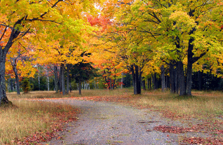 path leading through fall foliage in Michigan