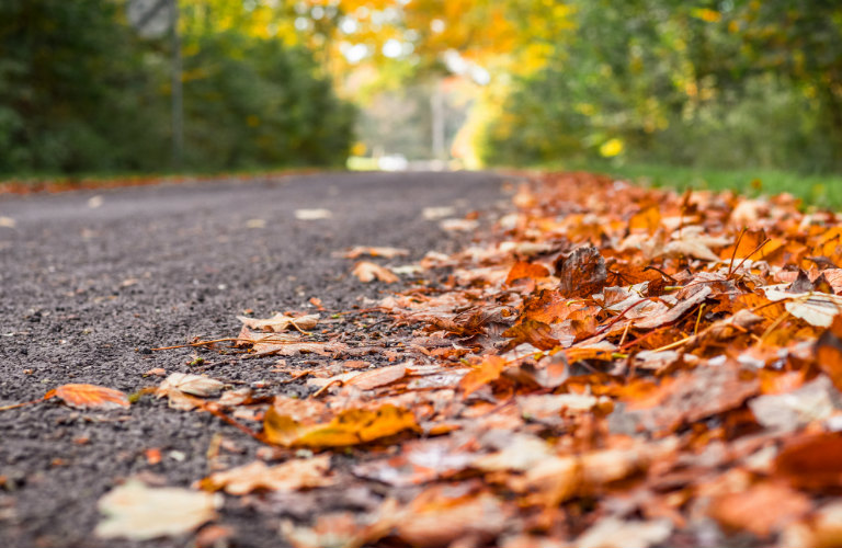 picture of fall leaves on the side of a road